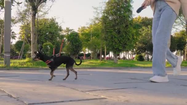 Közelkép Kis Játék Terrier Kutya Futó Pórázon Járdán Városi Parkban — Stock videók