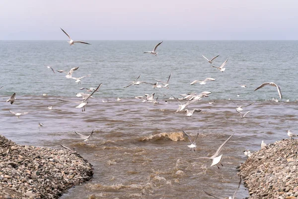 Чайки Летают Над Светло Коричневой Рекой Впадающей Море Ловящей Рыбу — стоковое фото