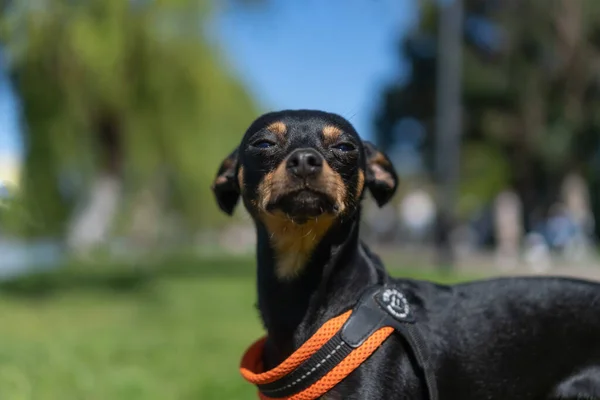 Närbild Svart Och Brun Rysk Toy Terrier Ser Föraktfullt Kameran — Stockfoto