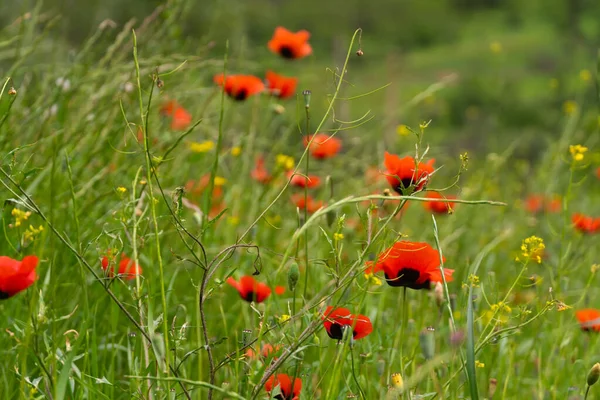 田野上美丽的罂粟花的特写 野外一片明亮的罂粟地 野果的植物背景 — 图库照片