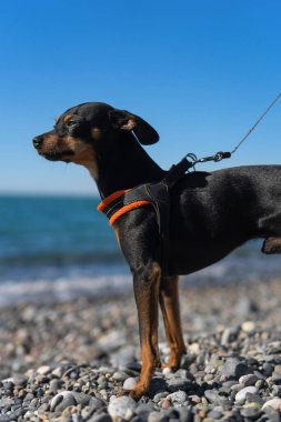 Güneşli bir günde, deniz kenarında güzel bir Rus oyuncak teriyerinin portresi. Yürüyüşe çıkmış küçük bir köpek. Dikey fotoğraf