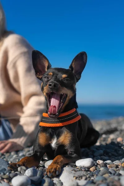 Großaufnahme Eines Schwarz Braunen Russischen Toy Terriers Mit Weit Geöffnetem — Stockfoto