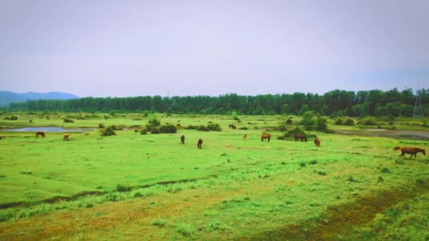 Drohnen Ansicht Von Weidenden Pferden Mit Fohlen Auf Einer Weide — Stockvideo