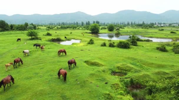 Drone Widok Wypasu Koni Źrebiąt Łące Tle Gór Piękny Krajobraz — Wideo stockowe
