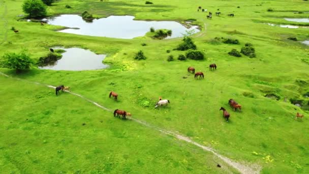 Tiroteio Drone Altura Cavalos Pastando Prado Ensolarado Florido Campo Com — Vídeo de Stock