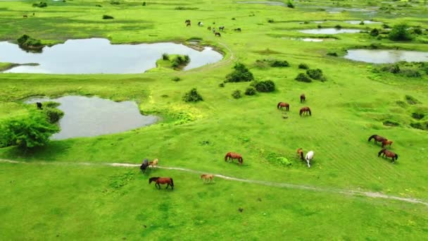 Drohnen Ansicht Von Weidenden Pferden Mit Fohlen Auf Einer Weide — Stockvideo