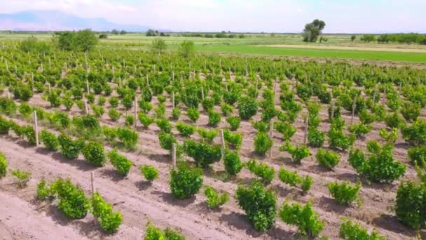 有机酿酒厂葡萄园的无声无息景象 空中摄影的年轻葡萄园与一排排葡萄在松脆的绿色葡萄藤上 阳光普照的蓝天上的天空 亚美尼亚 — 图库视频影像