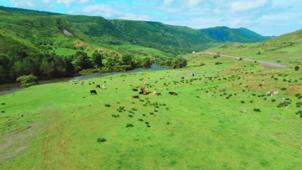 俯瞰奶牛躺在河边的草地上 映衬着山峦的背影 美丽的风景和令人难以置信的自然与奶牛 — 图库视频影像