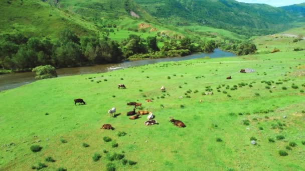 Drone View Cows Lying Grass Next River Background Mountains Beautiful — Stock Video