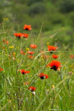 Sahada güzel gelincik çiçeklerinin yakın çekimi. Vahşi doğadaki parlak gelincik tarlası. Çiçekli arka plan, tarla gelinciklerinden duvar kağıdı. Dikey fotoğraf