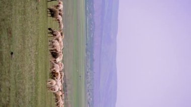 Çayırlarda otlayan koyun sürüsü. Dağ doğal ortamı. Koyun sürüsü açık gökyüzünün altında dağların arkasında otluyor. Koyunlar ve kuzular açık arazide otlar.
