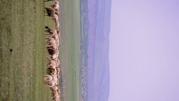 成群的羊在草地上吃草 山区自然环境 成群的羊在青翠的田野上 在清澈的天空下 在高山的衬托下吃草 羊和羊羔在田野里吃草 — 图库视频影像