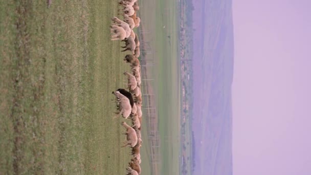 Flock Sheep Grazing Meadows Mountain Natural Environment Flock Sheep Grazing — Stock Video