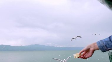 Martıları beslemek - çok dost canlısı martılar kızların ellerinden simit alır. Martı ya da deniz kuşu, onları çıplak elleriyle beslemeye çalışan bir kadının eline yaklaşır. yavaş çekim