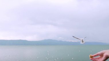 Martıları beslemek - çok dost canlısı martılar kızların ellerinden simit alır. Martı ya da deniz kuşu, onları çıplak elleriyle beslemeye çalışan bir kadının eline yaklaşır. yavaş çekim