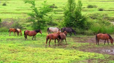 Nehir, dağlar ve atlarla yaz manzarası. Güneşli bir günde yeşil çayır veya tarlada otlayan küçük vahşi atlar grubu. Çiftlik ya da kırsal alanda. Tarım ve hayvancılık..