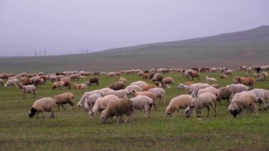 Çayırlarda otlayan koyun sürüsü. Dağ doğal ortamı. Koyun sürüsü açık gökyüzünün altında dağların arkasında otluyor. Koyunlar ve kuzular açık arazide otlar.