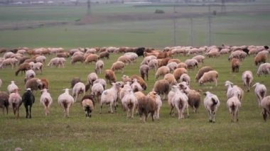 Çayırlarda otlayan koyun sürüsü. Dağ doğal ortamı. Koyun sürüsü açık gökyüzünün altında dağların arkasında otluyor. Koyunlar ve kuzular açık arazide otlar.