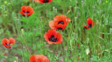 Kırmızı gelincik çiçekleri yeşil çayır veya tarlanın arka planında çiçek açtı. Uyuşturucu ya da eroin üretimi ve yetiştirilmesi. Yasak çiçekler ve bitkiler, kanunen cezalandırılabilir, hapse girme tehlikesi.