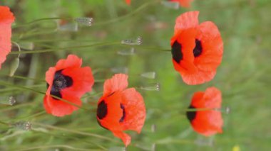 Kırmızı gelincik çiçekleri yeşil çayır veya tarlanın arka planında çiçek açtı. Uyuşturucu ya da eroin üretimi ve yetiştirilmesi. Yasak çiçekler ve bitkiler, kanunen cezalandırılabilir, hapse girme tehlikesi.
