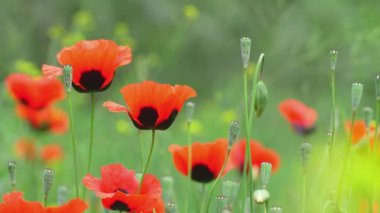 Kırmızı gelincik çiçekleri yeşil çayır veya tarlanın arka planında çiçek açtı. Uyuşturucu ya da eroin üretimi ve yetiştirilmesi. Yasak çiçekler ve bitkiler, kanunen cezalandırılabilir, hapse girme tehlikesi.