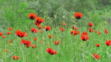 Kırmızı gelincik çiçekleri yeşil çayır veya tarlanın arka planında çiçek açtı. Uyuşturucu ya da eroin üretimi ve yetiştirilmesi. Yasak çiçekler ve bitkiler, kanunen cezalandırılabilir, hapse girme tehlikesi.