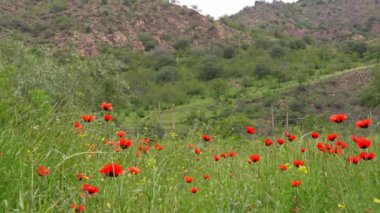 Kırmızı gelincik çiçekleri yeşil çayır veya tarlanın arka planında çiçek açtı. Uyuşturucu ya da eroin üretimi ve yetiştirilmesi. Yasak çiçekler ve bitkiler, kanunen cezalandırılabilir, hapse girme tehlikesi.