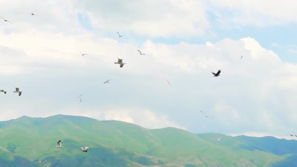 Een Zwerm Vliegende Meeuwen Lucht Veel Zwermen Meeuwen Vlucht Vliegen — Stockvideo
