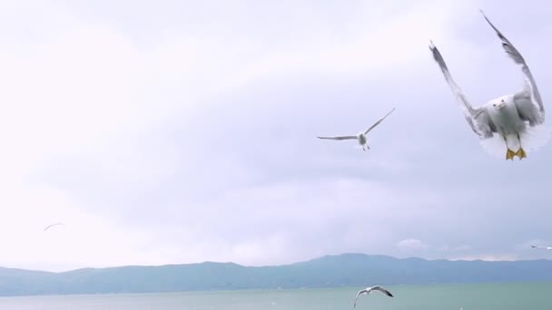Memakan Burung Camar Burung Camar Yang Sangat Ramah Mengambil Bagel — Stok Video