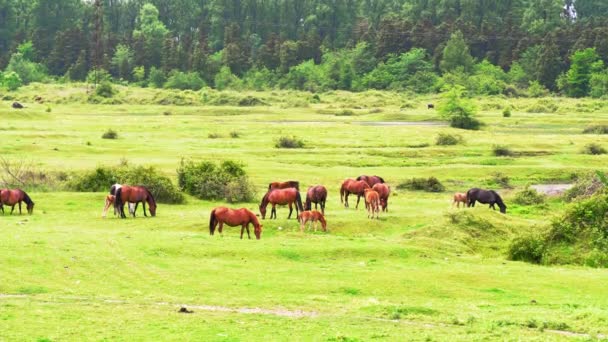 夏天的风景与河流 山和马 在阳光明媚的日子里 成群的野马在绿色的草地或田野里吃草 牧场或乡村 农业和畜牧业 — 图库视频影像