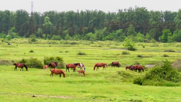川で緑の牧草地に馬の放牧の群れ 農村部のシーン 動物の夫と農業 美しい自然 草原やフィールドを背景に動物とおとぎ話の風景 — ストック動画