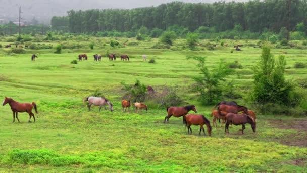 Stádo Koní Pasoucích Zelené Louce Řeky Venkovská Scéna Chov Zvířat — Stock video