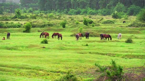 成群的马在河边绿色的草地上吃草 农村风景 畜牧业和农业 在美丽的自然 草地或田野的背景下与动物相映成趣的童话般的风景 — 图库视频影像