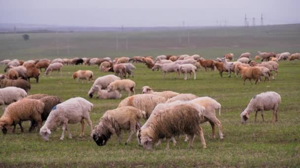 Schafherden Weiden Auf Den Wiesen Natürliche Bergwelt Herde Von Schafen — Stockvideo