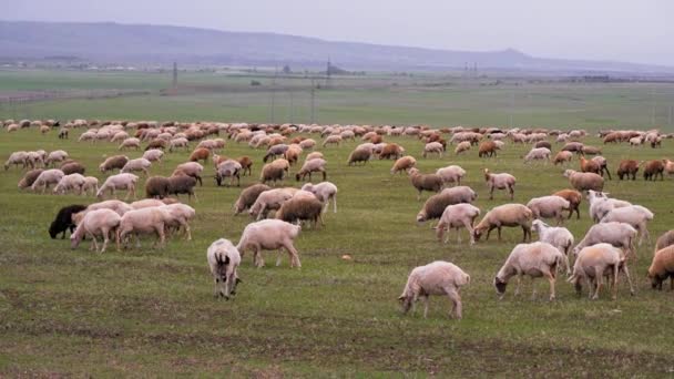成群的羊在草地上吃草 山区自然环境 成群的羊在青翠的田野上 在清澈的天空下 在高山的衬托下吃草 羊和羊羔在田野里吃草 — 图库视频影像