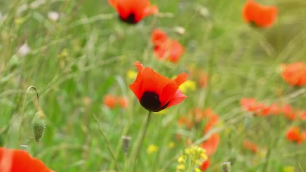 Bunga Poppy Merah Mekar Dengan Latar Belakang Padang Rumput Hijau — Stok Video