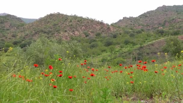 Rote Mohnblumen Blühten Vor Dem Hintergrund Grüner Wiesen Oder Felder — Stockvideo