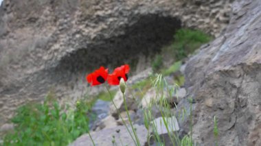 Kırmızı gelincik çiçekleri yeşil çayır veya tarlanın arka planında çiçek açtı. Uyuşturucu ya da eroin üretimi ve yetiştirilmesi. Yasak çiçekler ve bitkiler, kanunen cezalandırılabilir, hapse girme tehlikesi.