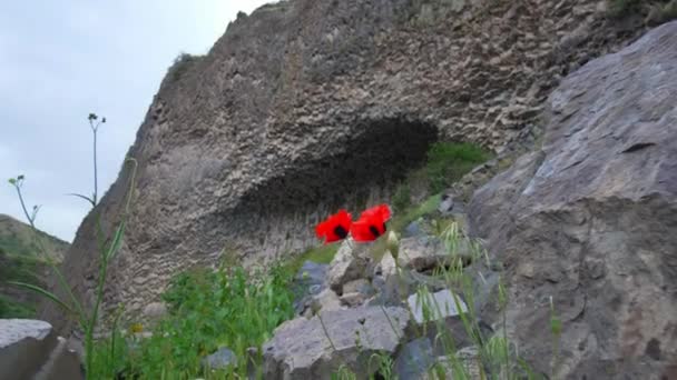 Κόκκινα Λουλούδια Παπαρούνας Άνθισε Φόντο Πράσινο Λιβάδι Πεδίο Παραγωγή Και — Αρχείο Βίντεο