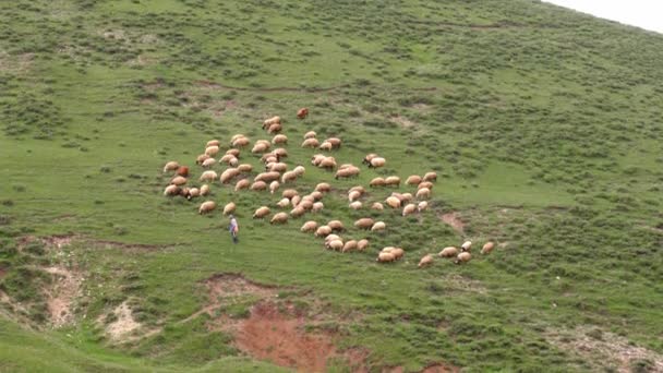 成群的羊在草地上吃草 山区自然环境 成群的羊在青翠的田野上 在清澈的天空下 在山上吃草 牧羊人牧养着它们 羊和羊羔在露天牧场吃草 — 图库视频影像