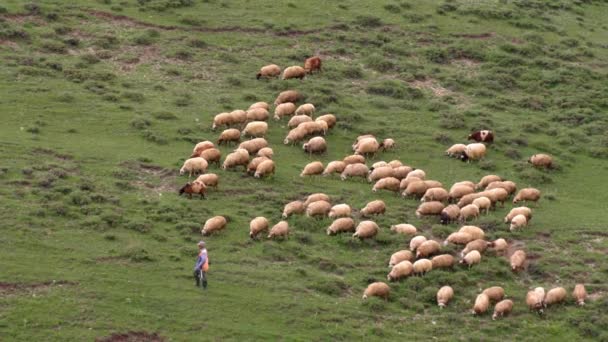 成群的羊在草地上吃草 山区自然环境 成群的羊在青翠的田野上 在清澈的天空下 在山上吃草 牧羊人牧养着它们 羊和羊羔在露天牧场吃草 — 图库视频影像