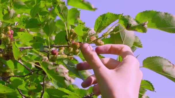 Las Bayas Que Maduran Jardín Mano Mujer Arranca Jugosa Morera — Vídeos de Stock
