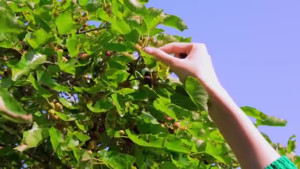 Bahçede Olgunlaşmış Böğürtlen Kadının Eli Yazın Güneşli Bir Günde Ağaçtan — Stok video