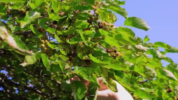 Ripening Berries Garden Woman Hand Plucks Juicy Ripe Mulberry Tree — Stock Video