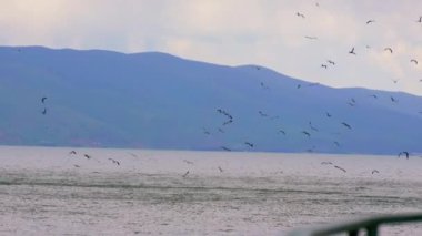 Gökyüzünde uçan martı sürüsü. Birçok martı sürüsü, deniz ya da okyanus açıklarında yavaş çekimde dağlara karşı uçuyor. Dünya gezegeninin yaşayan bitki örtüsü.