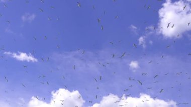 Gökyüzünde uçan martı sürüsü. Uçan birçok martı sürüsü, deniz veya okyanus açıklarında mavi gökyüzü ve bulutların arka planına karşı ağır çekimde uçuyor. Dünya gezegeninin yaşayan bitki örtüsü.