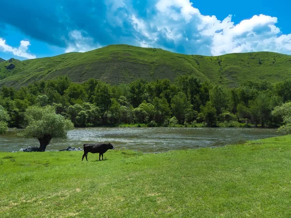 Black Bull Grazes Mountain River Background Mountains Sunny Day View — Stock Photo, Image
