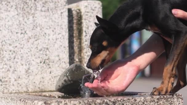 Toy Terrier Bebe Agua Fuente Parque Mujer Tira Ella Día — Vídeos de Stock