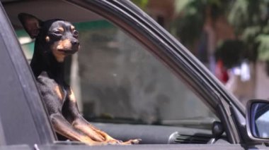 Köpek namlusunu arabanın camından çıkarır. Oyuncak teriyer pencereden dışarı bakıyor. Hayvanlar arasındaki kavramsal yolculuk. Kapalı arabada hayvan bırakmayın, sıcaktan boğulabilir. Temiz hava.