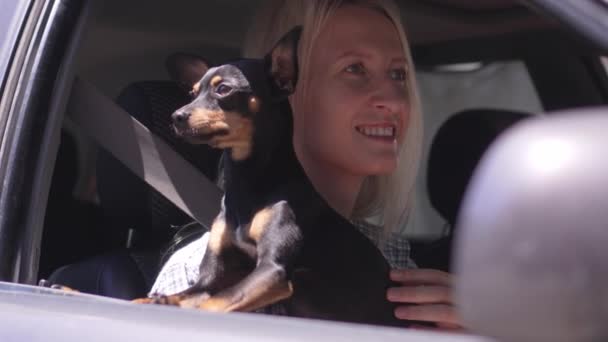 夏の旅行で車に乗っている女性と犬 面白い犬が旅をする 太陽を楽しむ近衛を覗き込むトイテリア 少女は彼を腕に抱いている 子供がいない チャイルドフリー — ストック動画